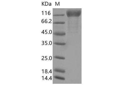> 90 % as determined by reducing SDS-PAGE.