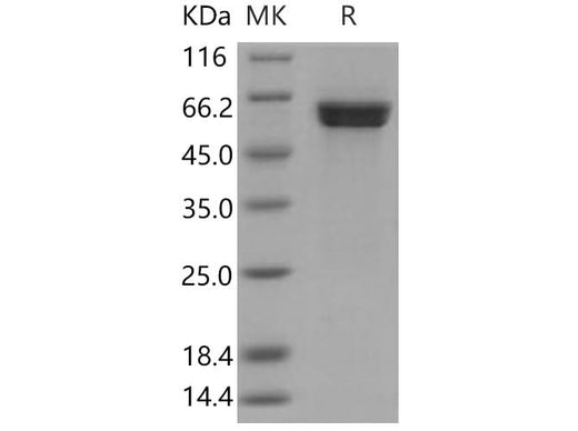 > 80 % as determined by reducing SDS-PAGE.