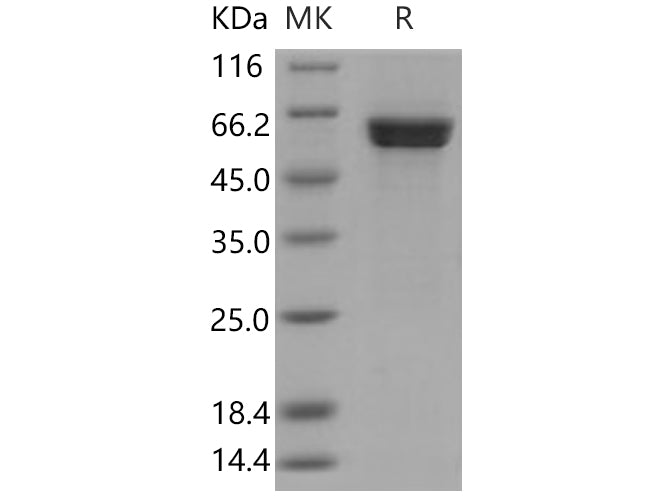 > 80 % as determined by reducing SDS-PAGE.