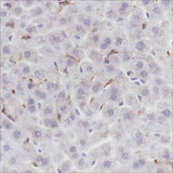 Anti-Mouse F4/80 Antibody [A217]