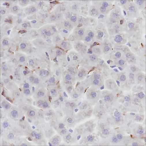 Anti-Mouse F4/80 Antibody [A217]