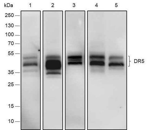 Anti-Human DR5 Antibody [A568] - ABMIUM