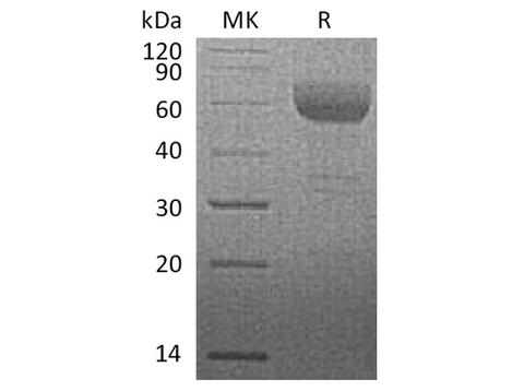 > 95 % as determined by reducing SDS-PAGE.