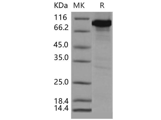 > 94 % as determined by reducing SDS-PAGE.