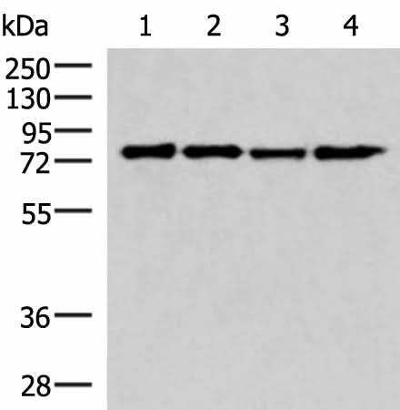 Western blot analysis of 293T cell lysates using AKAP17A Polyclonal Antibody at dilution of 1:650