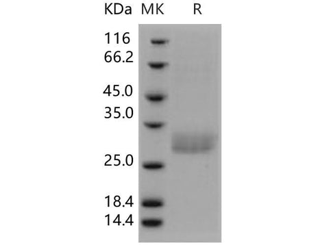 > 94 % as determined by reducing SDS-PAGE.