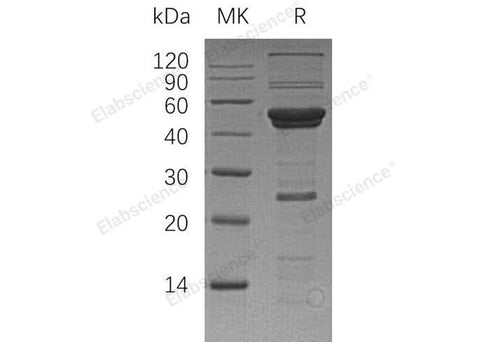 > 80 % as determined by reducing SDS-PAGE.