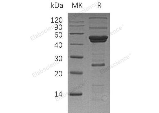> 80 % as determined by reducing SDS-PAGE.