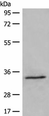 Western blot analysis of 231 cell lysate using DIMT1 Polyclonal Antibody at dilution of 1:500