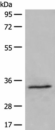Western blot analysis of 231 cell lysate using DIMT1 Polyclonal Antibody at dilution of 1:500