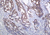 Anti-Human/Mouse/Rat CDX2 Antibody [B1009]