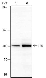 Anti-Human FER Antibody [A421]