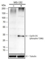 Anti-Human/Rat/Mouse Phospho-Cyclin D1 (Thr286) Antibody [A202]