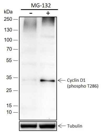 Anti-Human/Rat/Mouse Phospho-Cyclin D1 (Thr286) Antibody [A202]