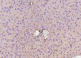 Anti-Mouse MCAM Antibody [B490]