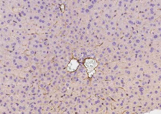 Anti-Mouse MCAM Antibody [B490] - ABMIUM