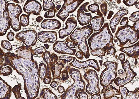 Anti-Human TNFRSF10D Antibody [B255] - ABMIUM