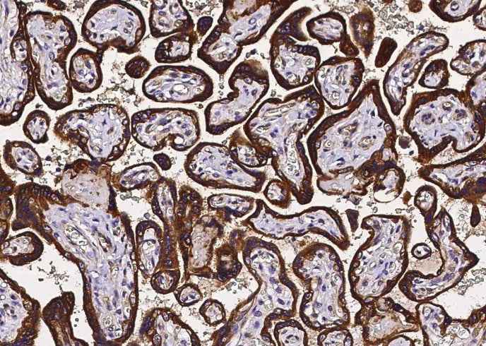 Anti-Human TNFRSF10D Antibody [B255]