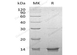> 95 % as determined by reducing SDS-PAGE.