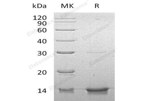 > 95 % as determined by reducing SDS-PAGE.