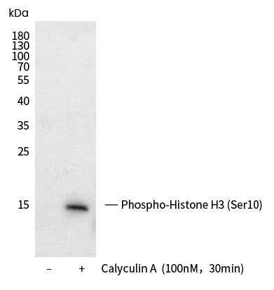 Anti-Human HIST1H3A Antibody [B290] - ABMIUM