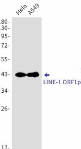 Western blot detection of LINE-1 ORF1p in Hela,A549 cell lysates using LINE-1 ORF1p Rabbit mAb(1:1000 diluted).Predicted band size:40kDa.Observed band size:42kDa.