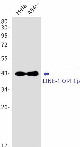 Western blot detection of LINE-1 ORF1p in Hela,A549 cell lysates using LINE-1 ORF1p Rabbit mAb(1:1000 diluted).Predicted band size:40kDa.Observed band size:42kDa.