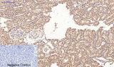 Immunohistochemistry of paraffin-embedded Rat kidney tissue using CD10 Monoclonal Antibody at dilution of 1:200.