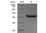 > 90 % as determined by reducing SDS-PAGE.