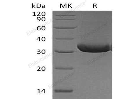 > 90 % as determined by reducing SDS-PAGE.