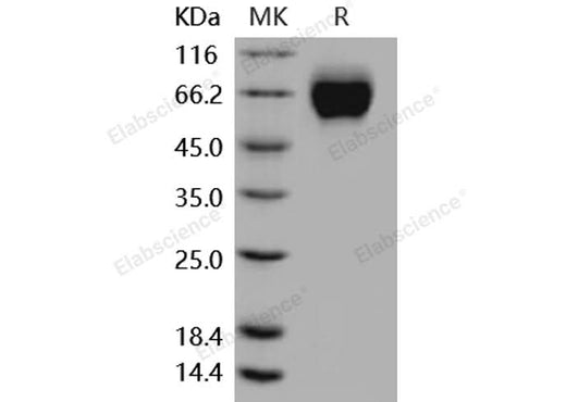 > 98 % as determined by reducing SDS-PAGE.