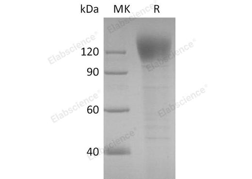 > 90 % as determined by reducing SDS-PAGE.