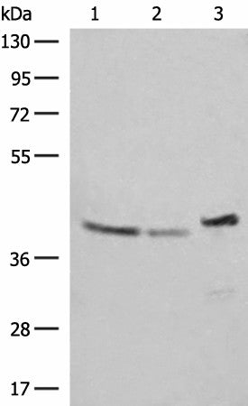 Western blot analysis of SKOV3 Hela and HepG2 cell lysates using ERAL1 Polyclonal Antibody at dilution of 1:500