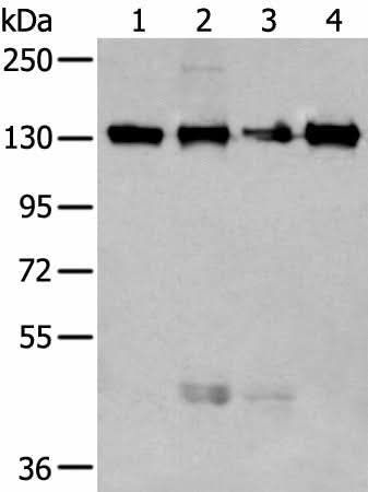 Western blot analysis of 293T and 231 cell lysates using MORC2 Polyclonal Antibody at dilution of 1:250