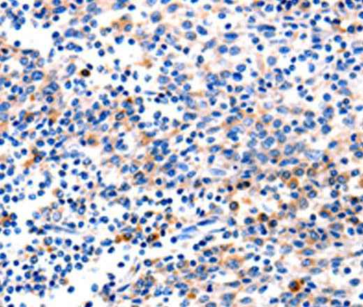 Anti-Human/Mouse/Rat GADD45G Antibody