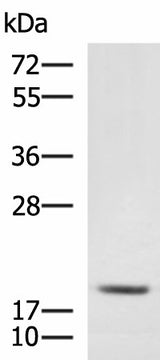 Western blot analysis of RAW264.7 cell lysate using MRPL20 Polyclonal Antibody at dilution of 1:900