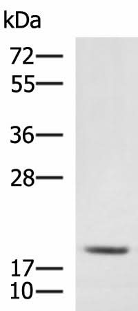 Western blot analysis of RAW264.7 cell lysate using MRPL20 Polyclonal Antibody at dilution of 1:900