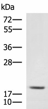 Western blot analysis of RAW264.7 cell lysate using MRPL20 Polyclonal Antibody at dilution of 1:900