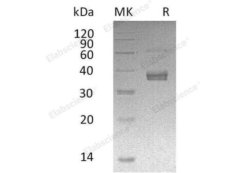 > 90 % as determined by reducing SDS-PAGE.