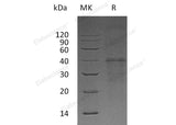 > 85 % as determined by reducing SDS-PAGE.