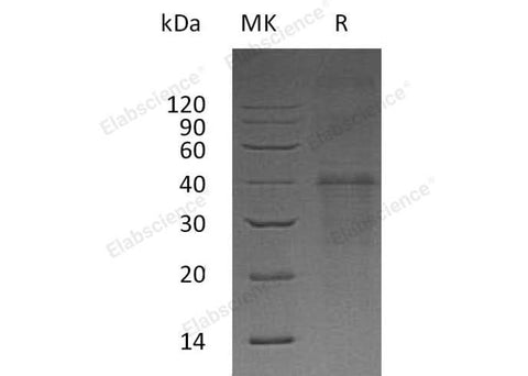 > 85 % as determined by reducing SDS-PAGE.