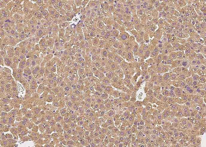 Anti-Mouse CFH Antibody [B508] - ABMIUM