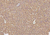 Anti-Mouse CFH Antibody [B508]