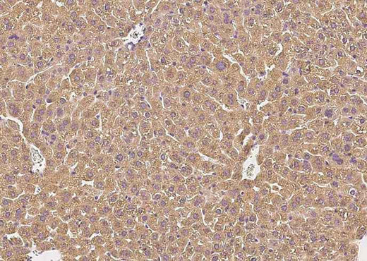 Anti-Mouse CFH Antibody [B508] - ABMIUM