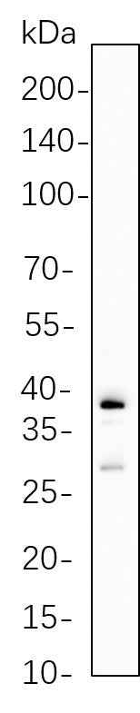 Anti-Human Granzyme B Antibody [B730]