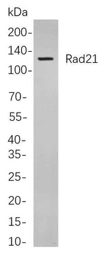 Anti-Human/Mouse/Rat Rad21 Antibody [B843]
