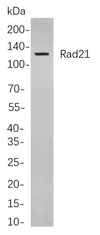 Anti-Human/Mouse/Rat Rad21 Antibody [B843] - ABMIUM