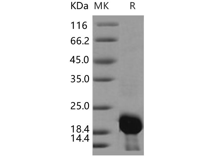 > 85 % as determined by reducing SDS-PAGE.