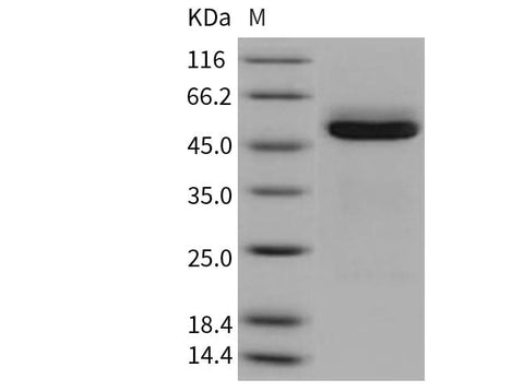 > 96 % as determined by reducing SDS-PAGE.