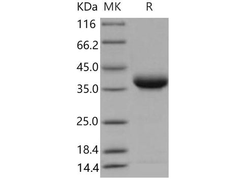 > 97 % as determined by reducing SDS-PAGE.